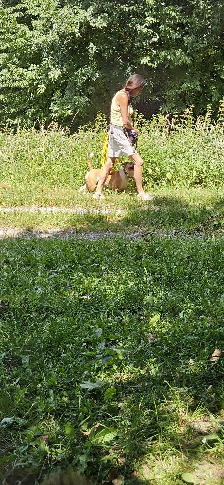 Giftköder-Gefährlicher Hund, der angreift-Profilbild