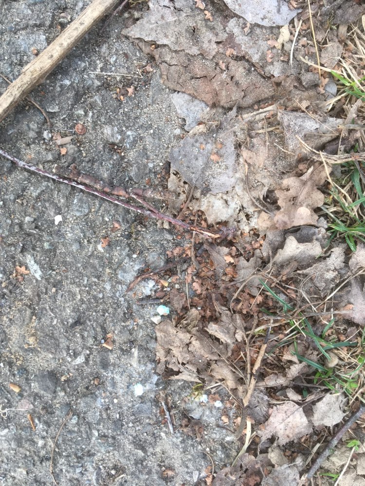 Giftköder-Evt. Gift-Profilbild