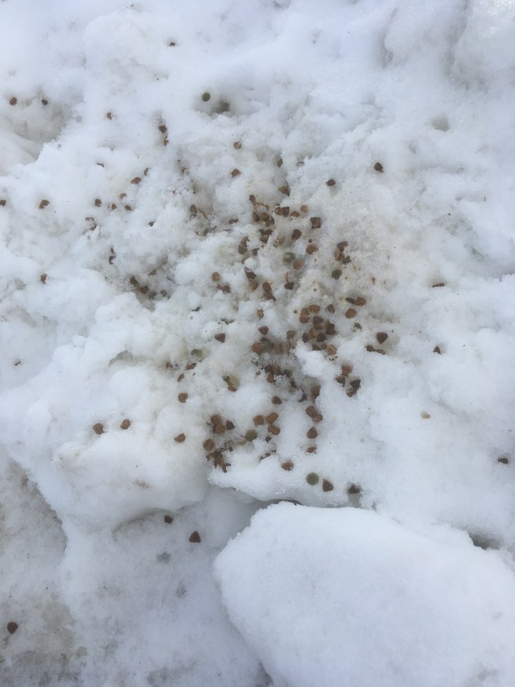 Giftköder-Pellets/Trockenfutter-Profilbild