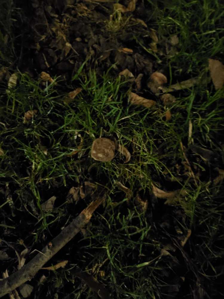 Giftköder-Evtl. Giftköder, Wursträder-Profilbild