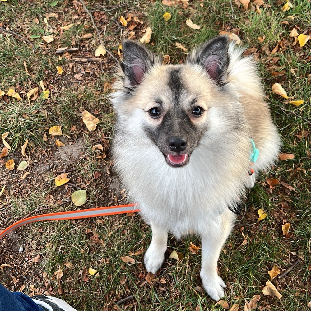 Hundetreffen-Sozialisierung und Hunde treffen-Profilbild