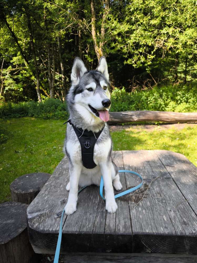 Hundetreffen-"Latty" sucht Spielgefährten in unserer Nähe-Profilbild