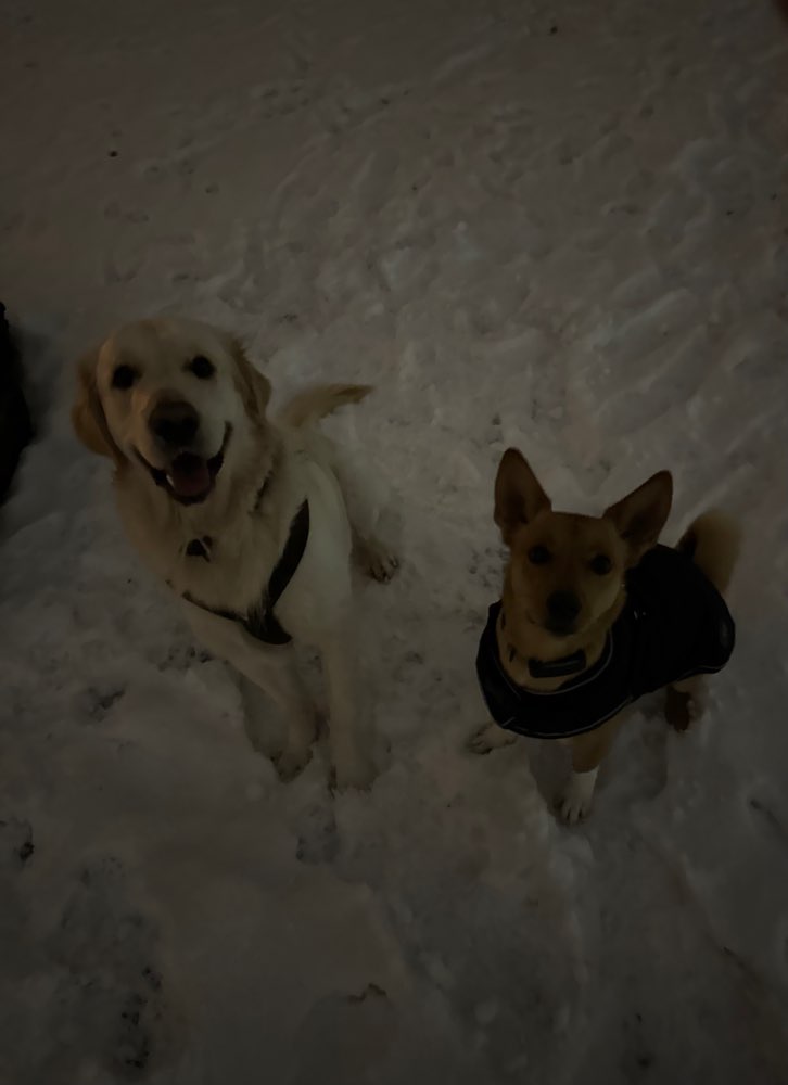 Hundetreffen-Hundefreunde gesucht-Profilbild