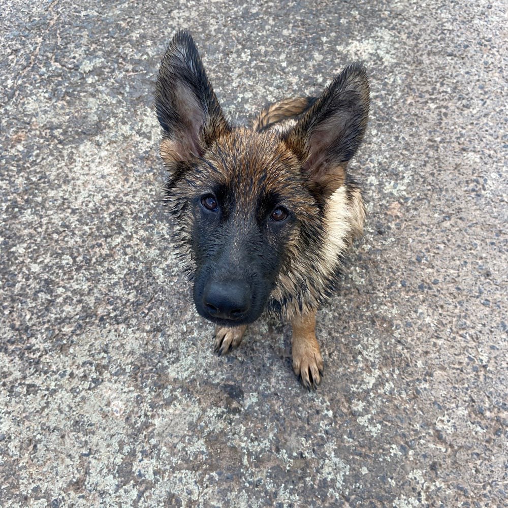 Hundetreffen-Gassi und spiel runde 🐾-Profilbild