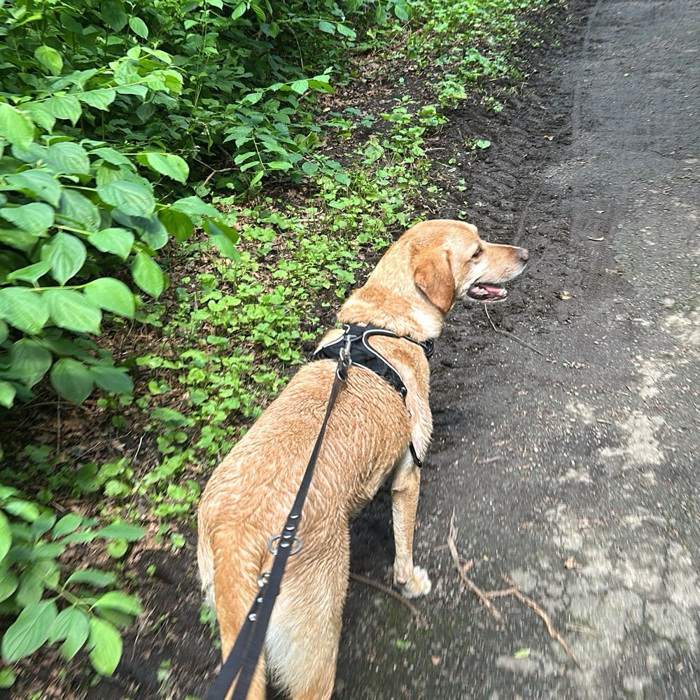 Hundetreffen-Gemeinsame Gassirunden 🩷-Profilbild