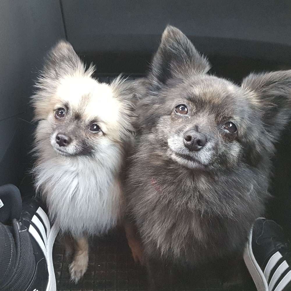 Hundetreffen-Gassirunde kleiner Rassen-Profilbild