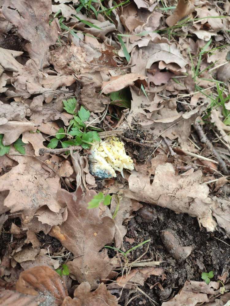 Giftköder-Giftköder aus Käse-Profilbild