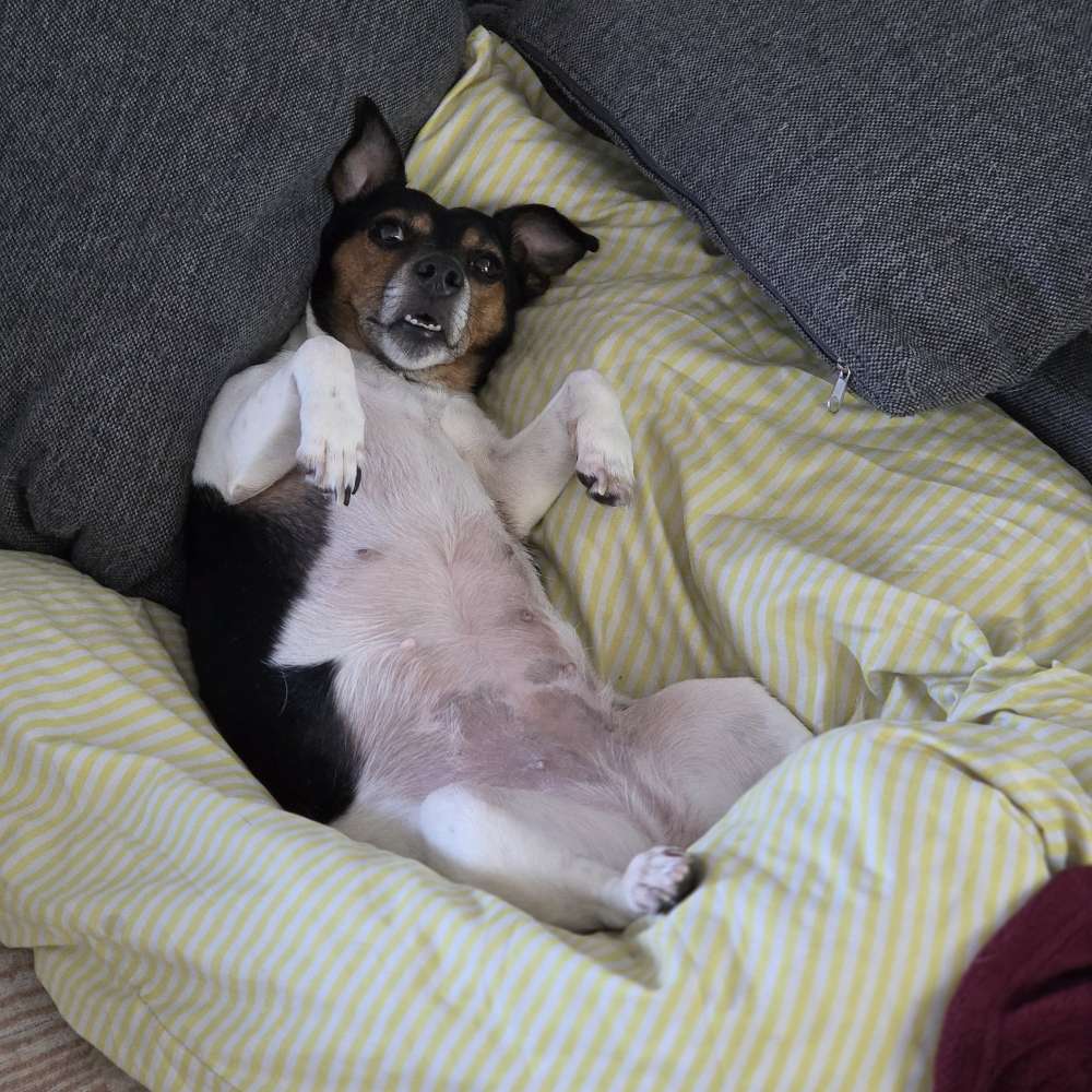 Hundetreffen-Hunde treffen-Profilbild