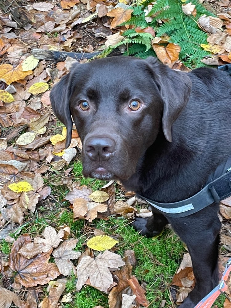 Hundetreffen-Gassirunde/Spielen im Wald-Profilbild