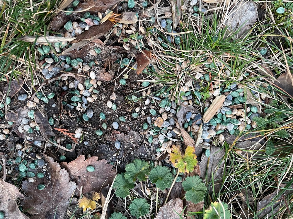 Giftköder-Giftköder!-Profilbild