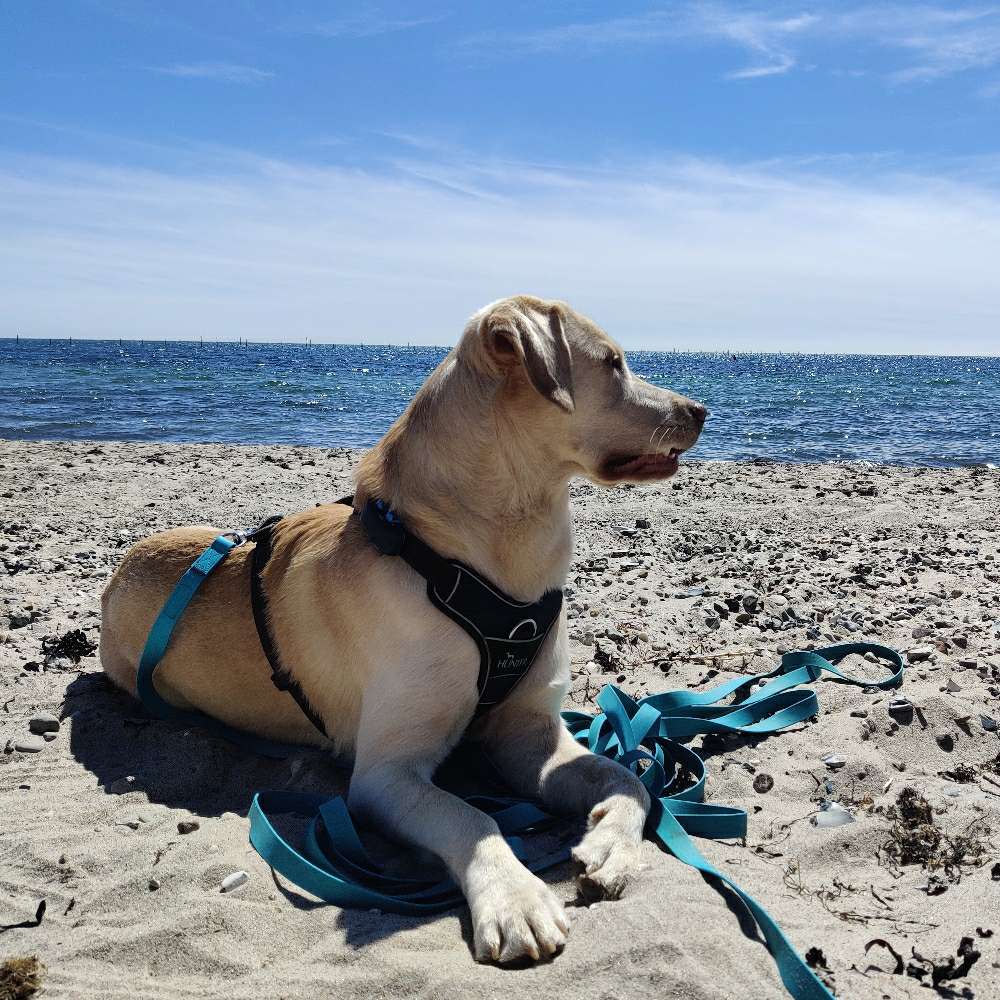 Hundetreffen-Hundefreunde zum spielen und spazieren gesucht-Profilbild