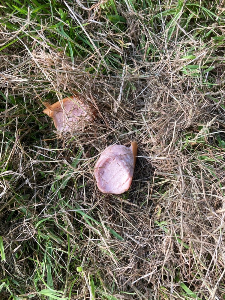 Giftköder-Drapierte Wurst-Profilbild