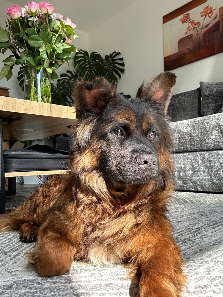 Hundetreffen-Kennenlernen für meinen kleinen Rumänischen Kämpfer 🐶-Profilbild