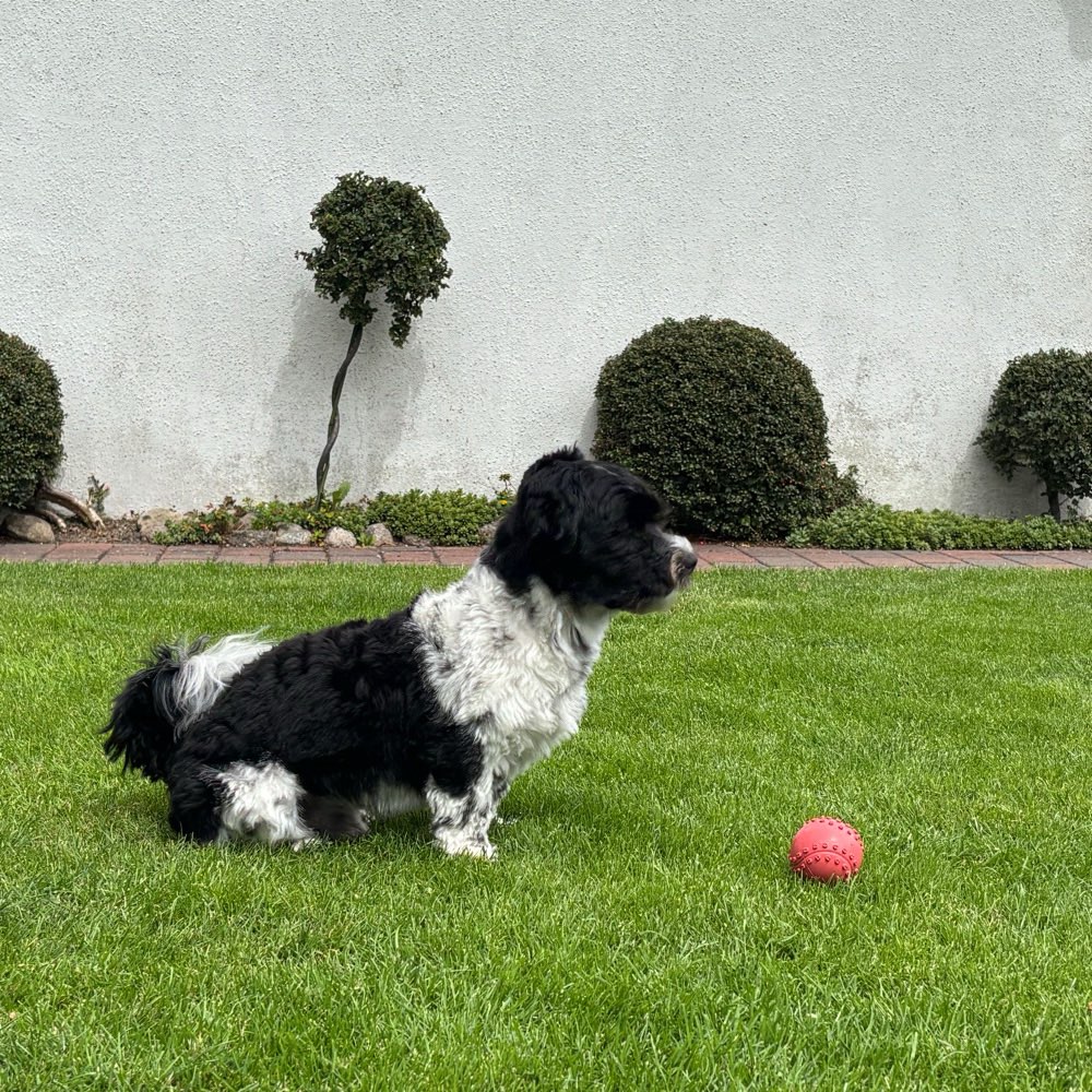 Hundetreffen-Gassi gehen mit kleinen Hunden-Profilbild