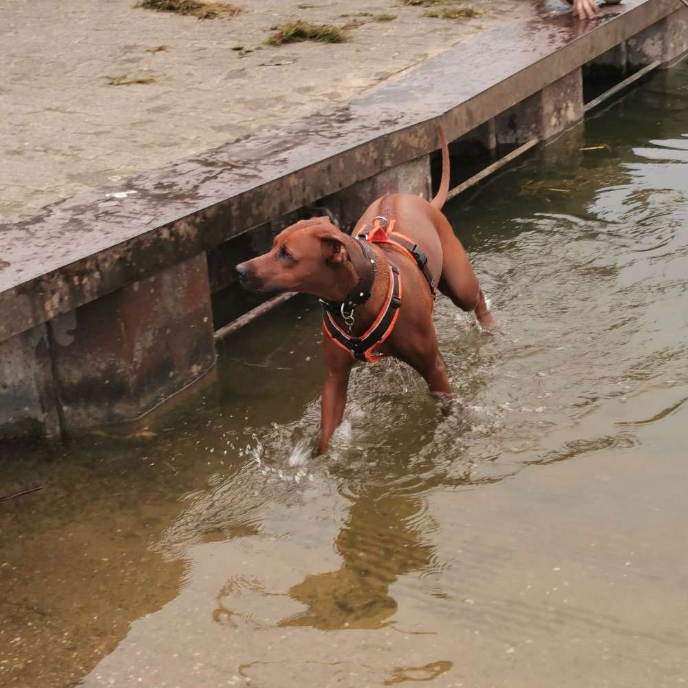 Hundetreffen-Toberunde-Profilbild