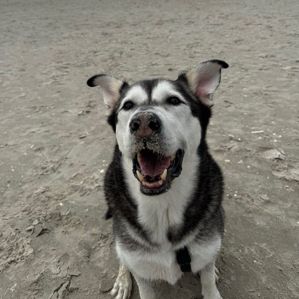 Hundetreffen-Spazierrunde/Gassitreff 🐾 Neuenbeken & Umgebung-Profilbild