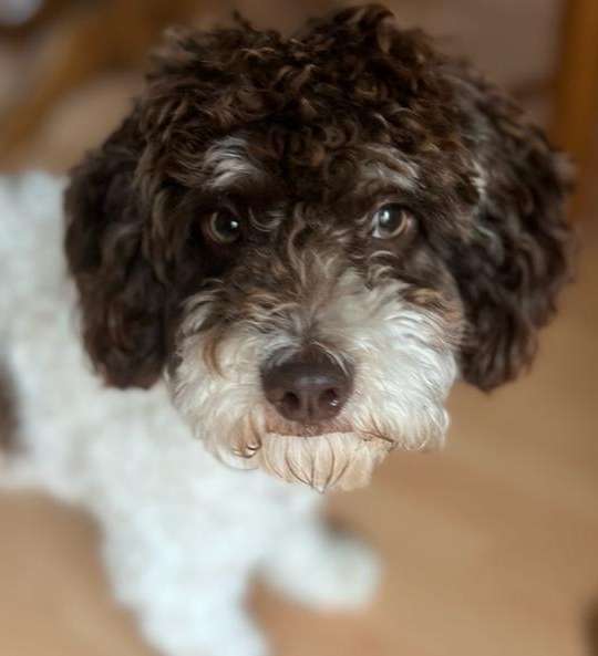 Hundetreffen-Spiel-Partner für Joschi gesucht-Profilbild