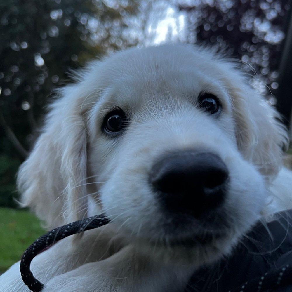 Hundetreffen-Welpentreffen in Falkensee/Finkenkrug-Profilbild