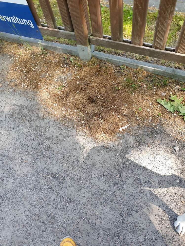 Giftköder-Hundefutter unter Blättern versteckt-Profilbild