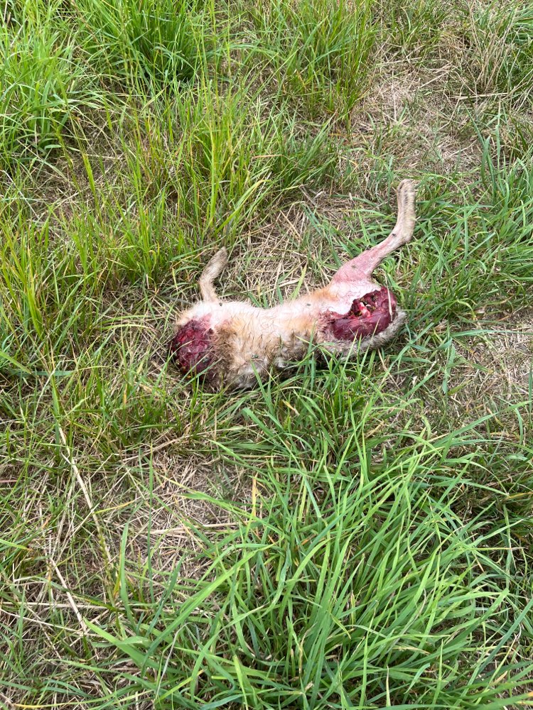 Giftköder-Totes Tier (Hase)-Profilbild