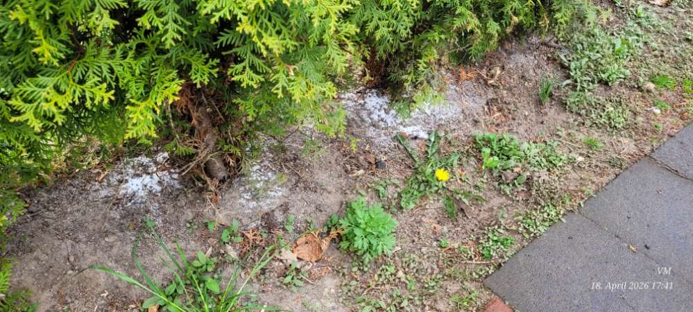 Giftköder-Ameisenköder-Profilbild