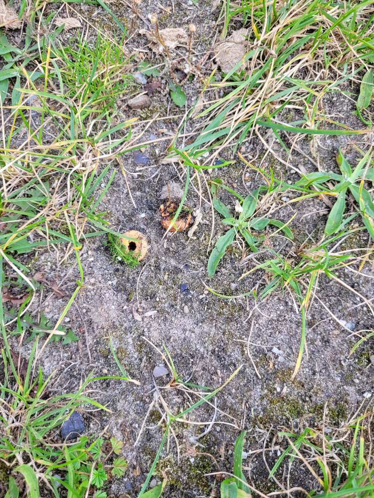 Giftköder-Ausgelegtes Futter-Profilbild