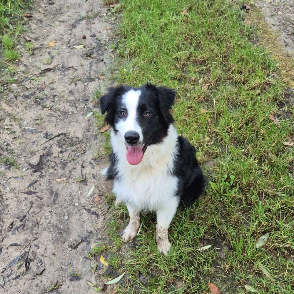 Hundetreffen-Gassirunde-Profilbild