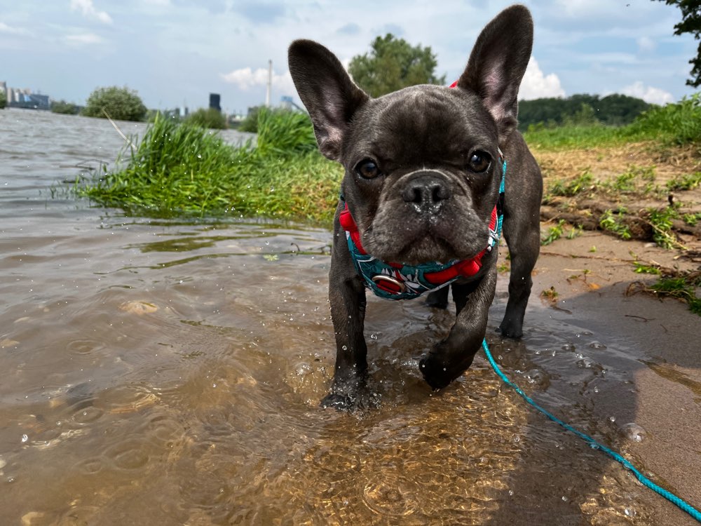 Hundetreffen-Miss Bailey sucht Freunde zum gassi gehen-Profilbild