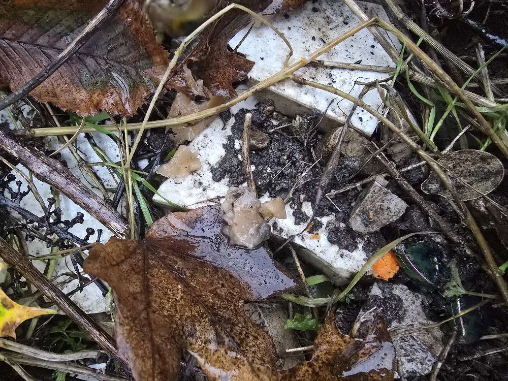 Giftköder-Mgl. Giftköder-Profilbild