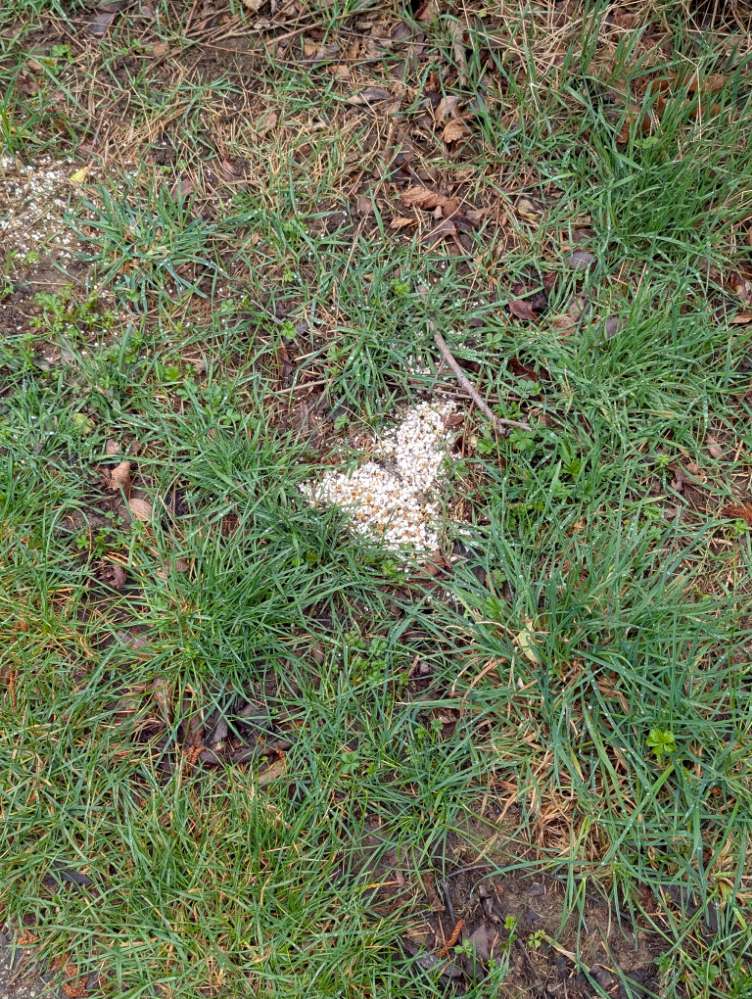 Giftköder-Ggf. Giftköder-Profilbild