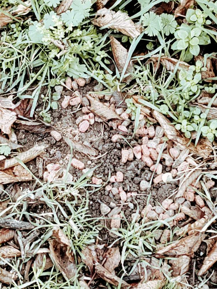 Giftköder-möglicherweise Giftköder-Profilbild