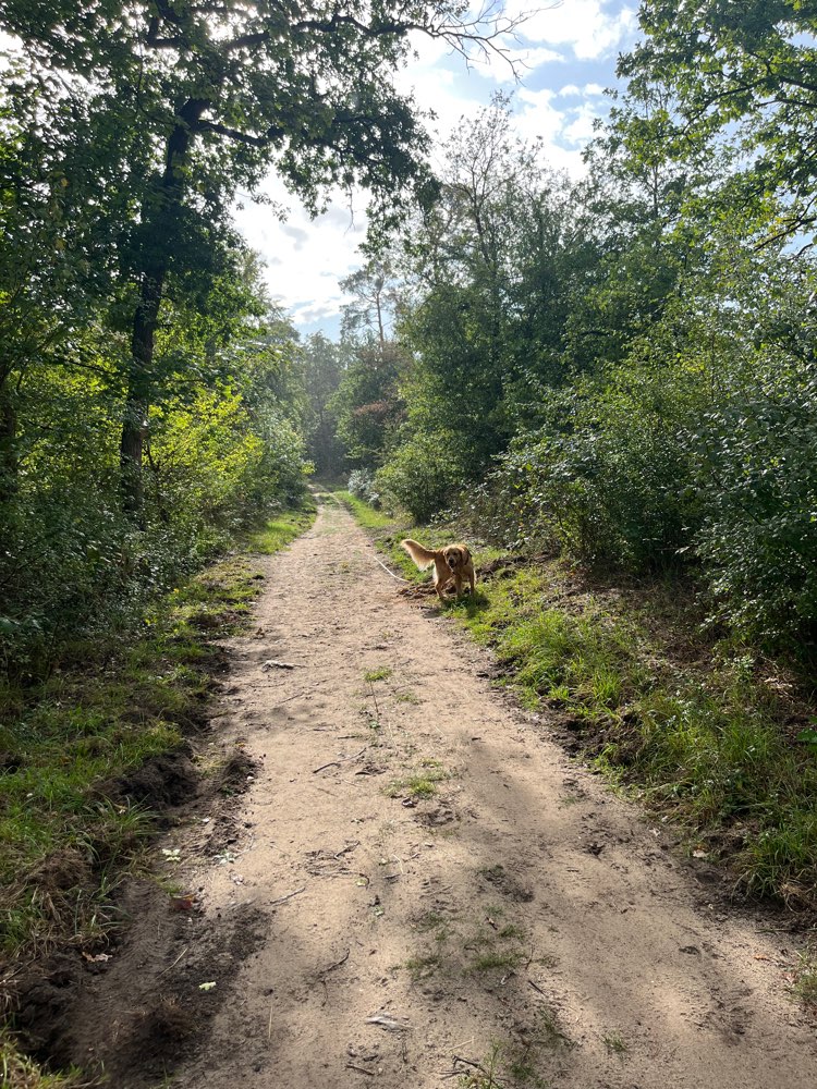 Hundetreffen-Spazieren und Training im Mainzer Sand/Lennebergwald-Profilbild