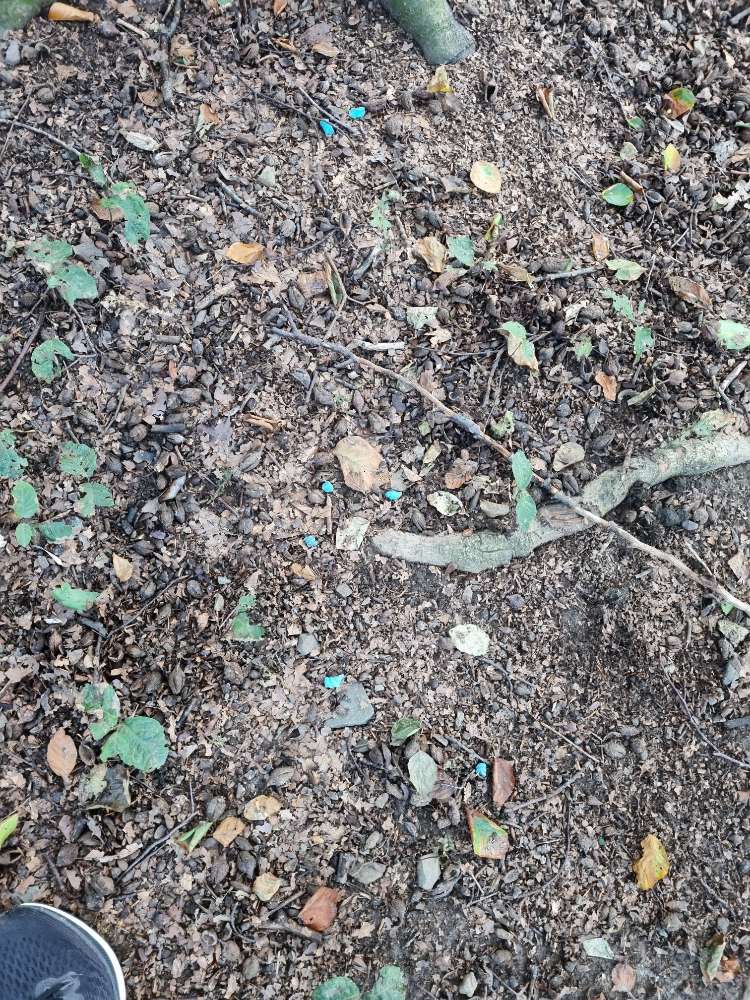 Giftköder-Giftköder Fleyer Wald-Profilbild