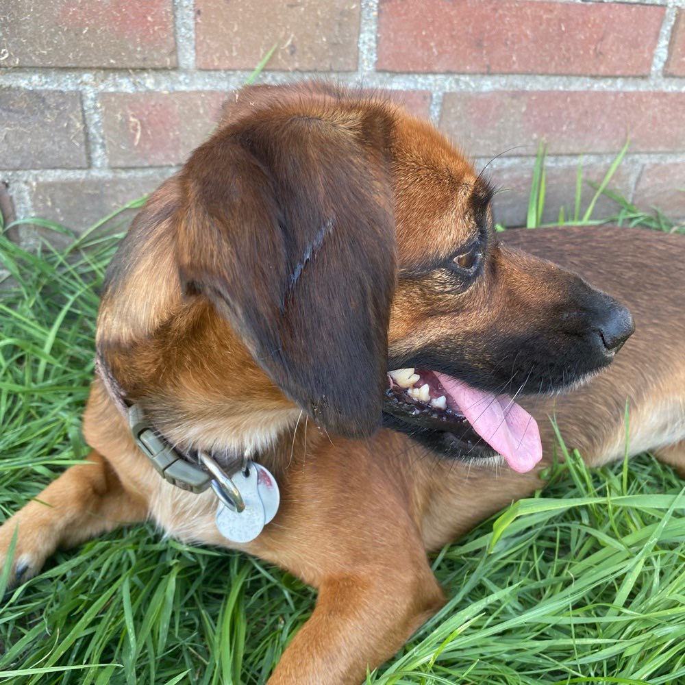 Hundetreffen-Spiel und Gassi Freund gesucht-Profilbild