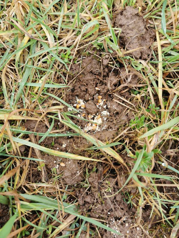 Giftköder-Sieht aus wie Mäusegift🤔🤔-Profilbild