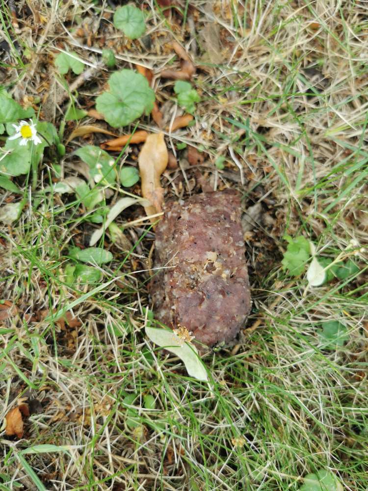 Giftköder-Fleischstücke-Profilbild