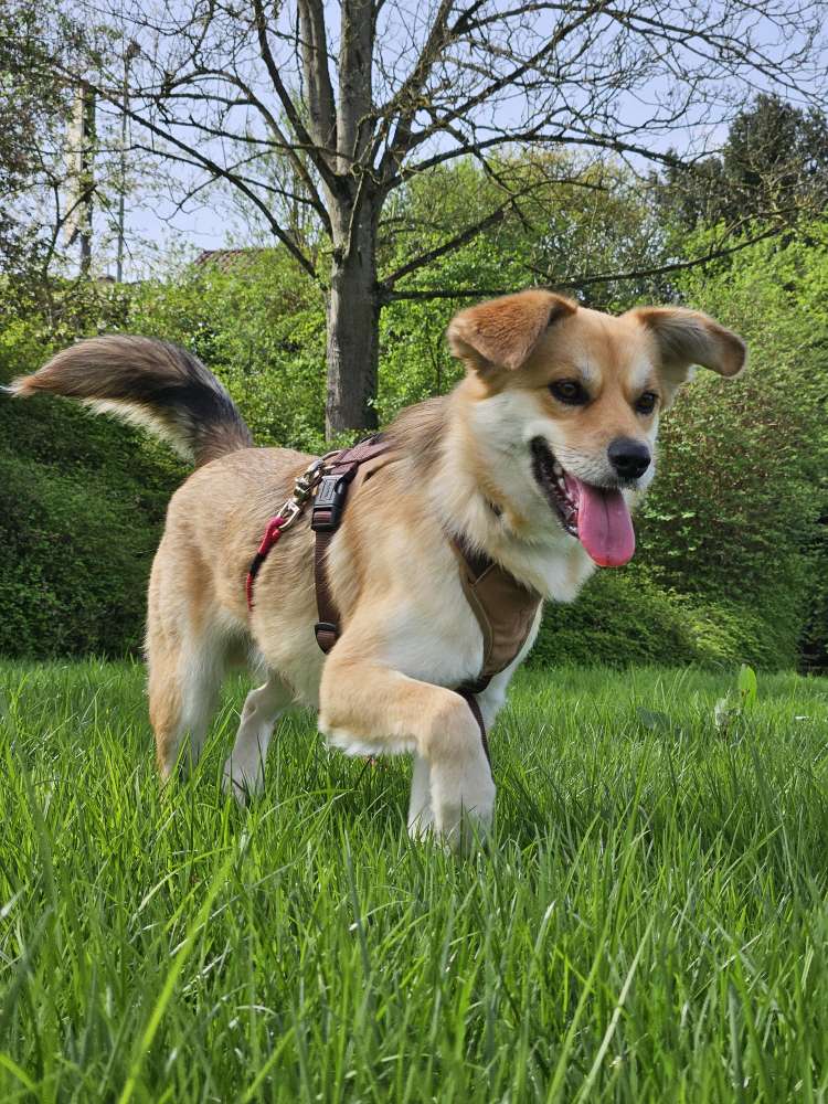 Hundetreffen-Gassi /- Spielrunden-Profilbild