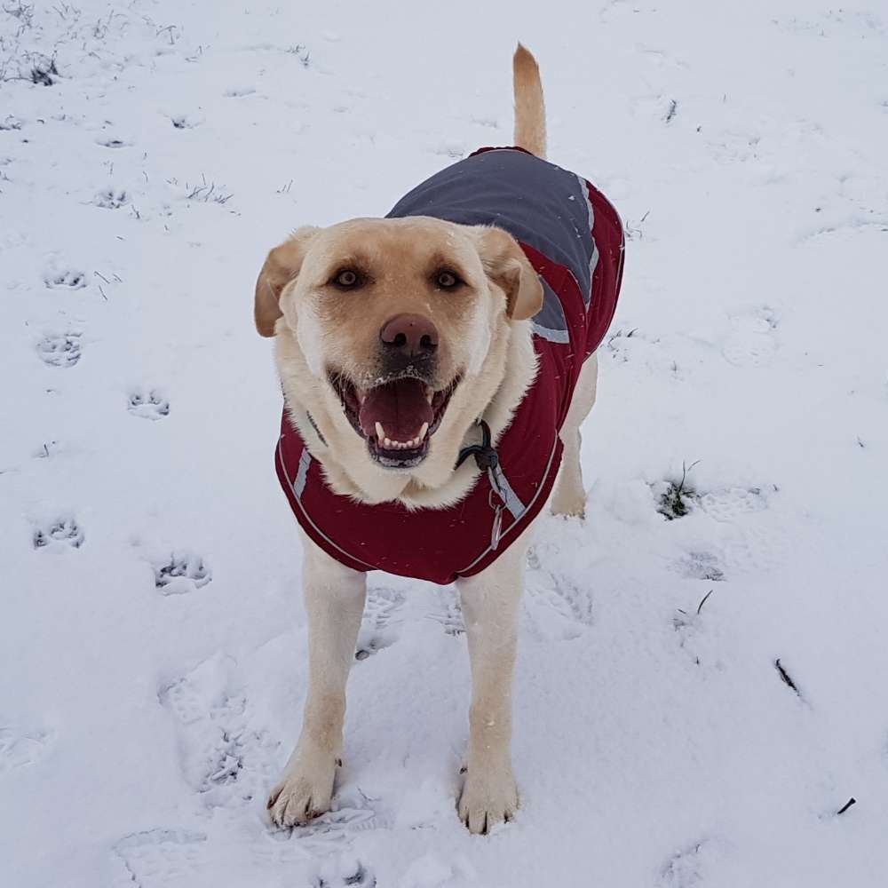 Hundetreffen-Hundefreunde finden für gemeinsame Gassirunden, Spielen und Toben 😊🐶🐾🥎🐾🐶😊-Profilbild