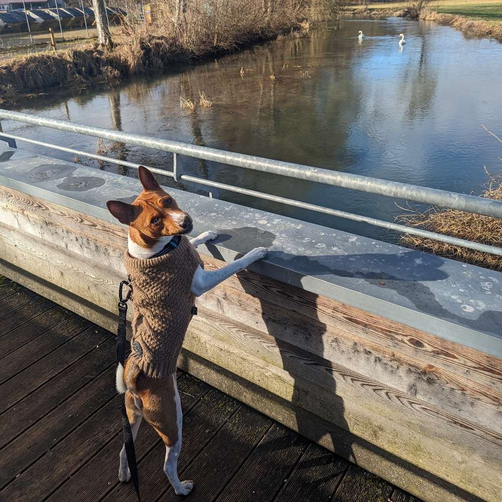 Hundetreffen-Raus in die Natur-Profilbild