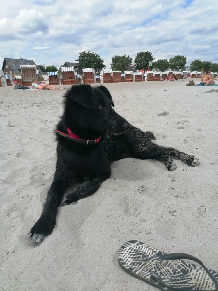 Hundetreffen-Treffen und Spaß haben-Profilbild