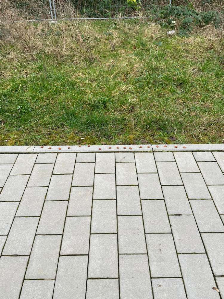 Giftköder-UPDATE - Fleischstücke Bad Vilbel-Profilbild