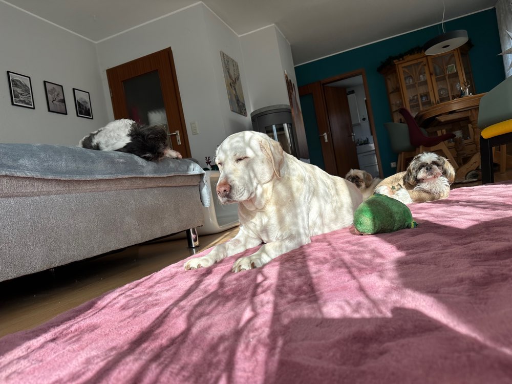 Hundetreffen-Senioren Treff-Profilbild