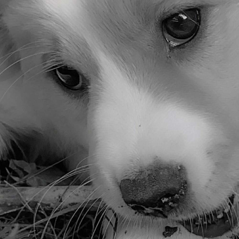 Hundetreffen-Welpen Treffen, Mittelgroß-Profilbild