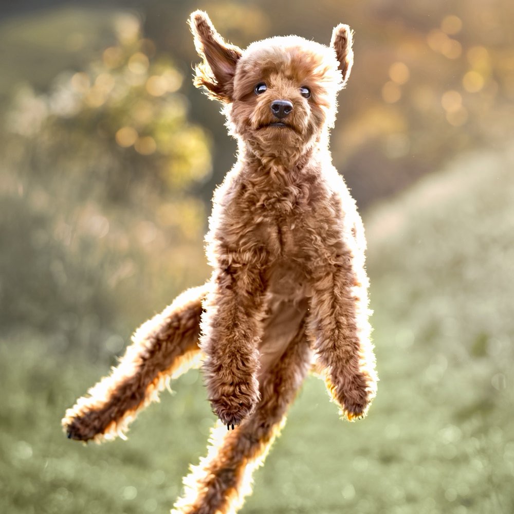 Hundetreffen-Pudel und Kleinhundetreff-Profilbild