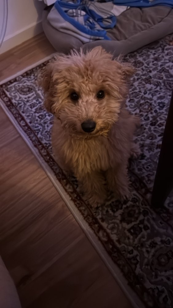 Hundetreffen-Zwergpudel möchte spielen-Profilbild