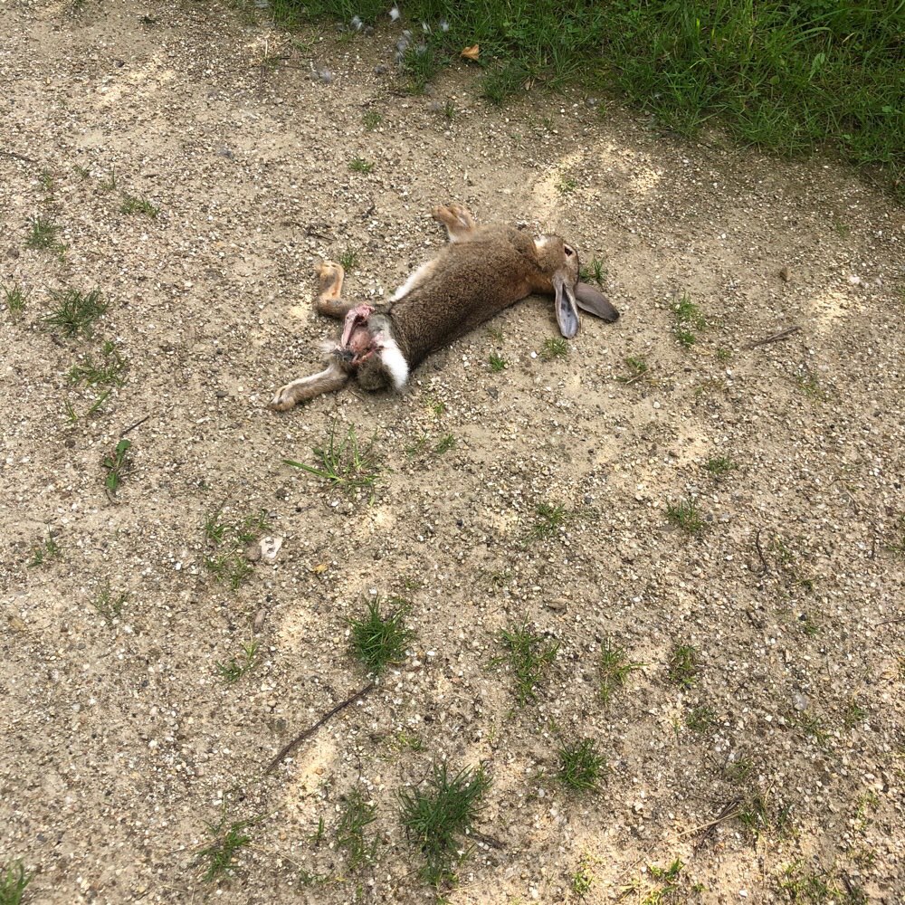 Giftköder-Tier Kadaver-Profilbild