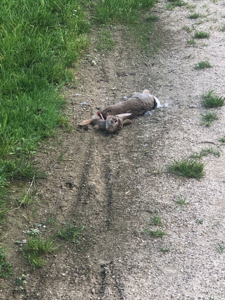 Giftköder-Tier Kadaver Campus Melaten-Profilbild