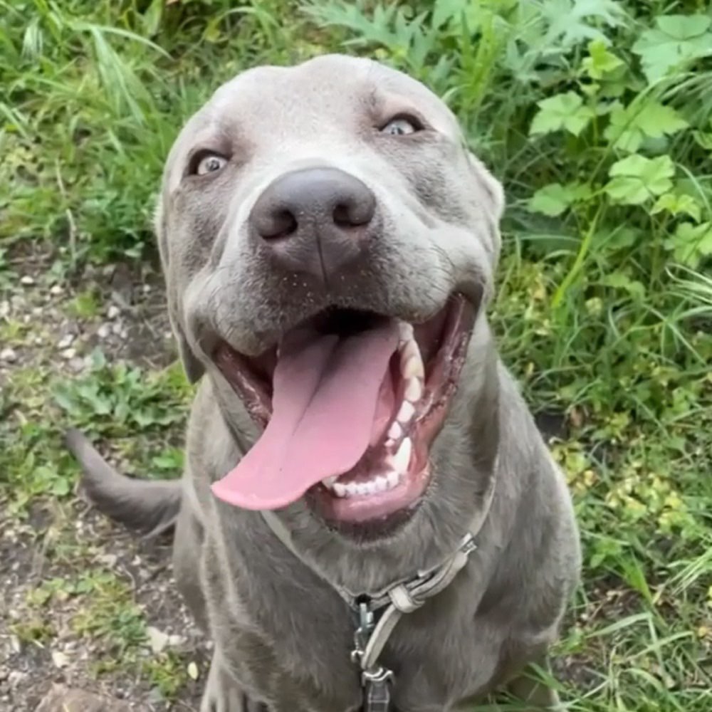 Hundetreffen-Kennenlernen-Profilbild