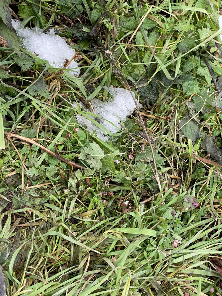 Giftköder-Speck im Feld-Profilbild