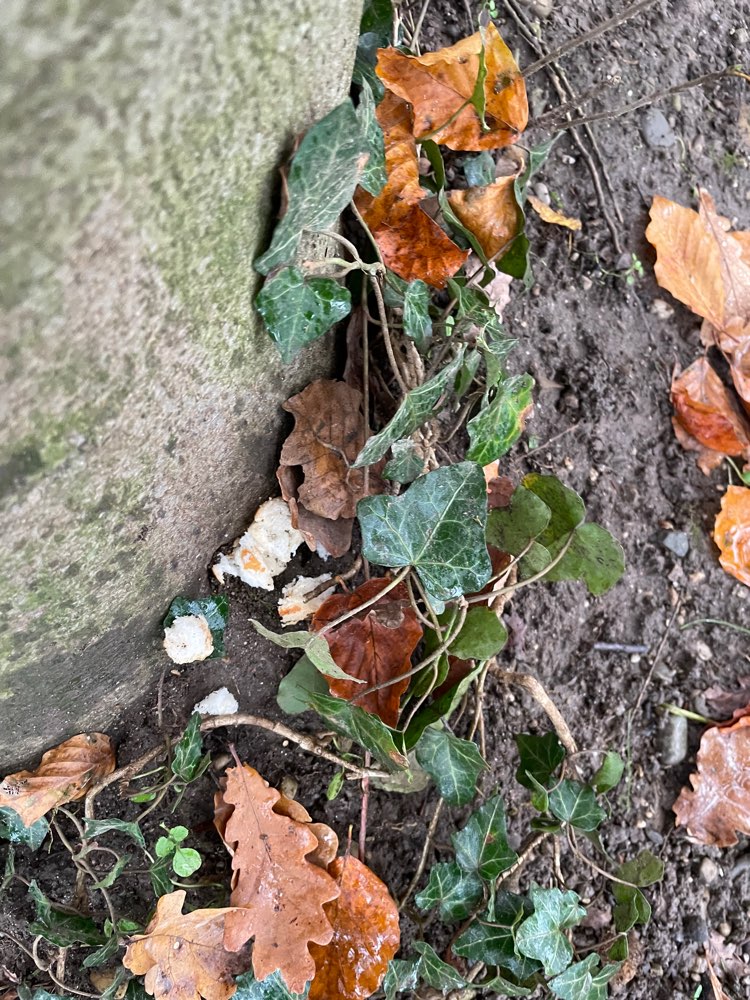 Giftköder-Evtl. Giftköder am Normannenplatz-Profilbild